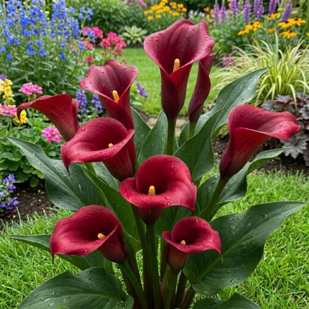 Calla Lily Bulbs for Planting, Calla Lily Bulbs, Vibrant Summer Blooming Flowers for Garden and Patio Planting (Red Calla Lily Bulbs (Set 3))