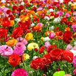 Pack 25 Ranunculus Bulbs for Fall Planting, Ranunculus Corms for Planting, Peony Ranunculus Bulbs for Planting, Ranunculus Flowers Ornaments Perennial Garden (Mix Ranunculus)