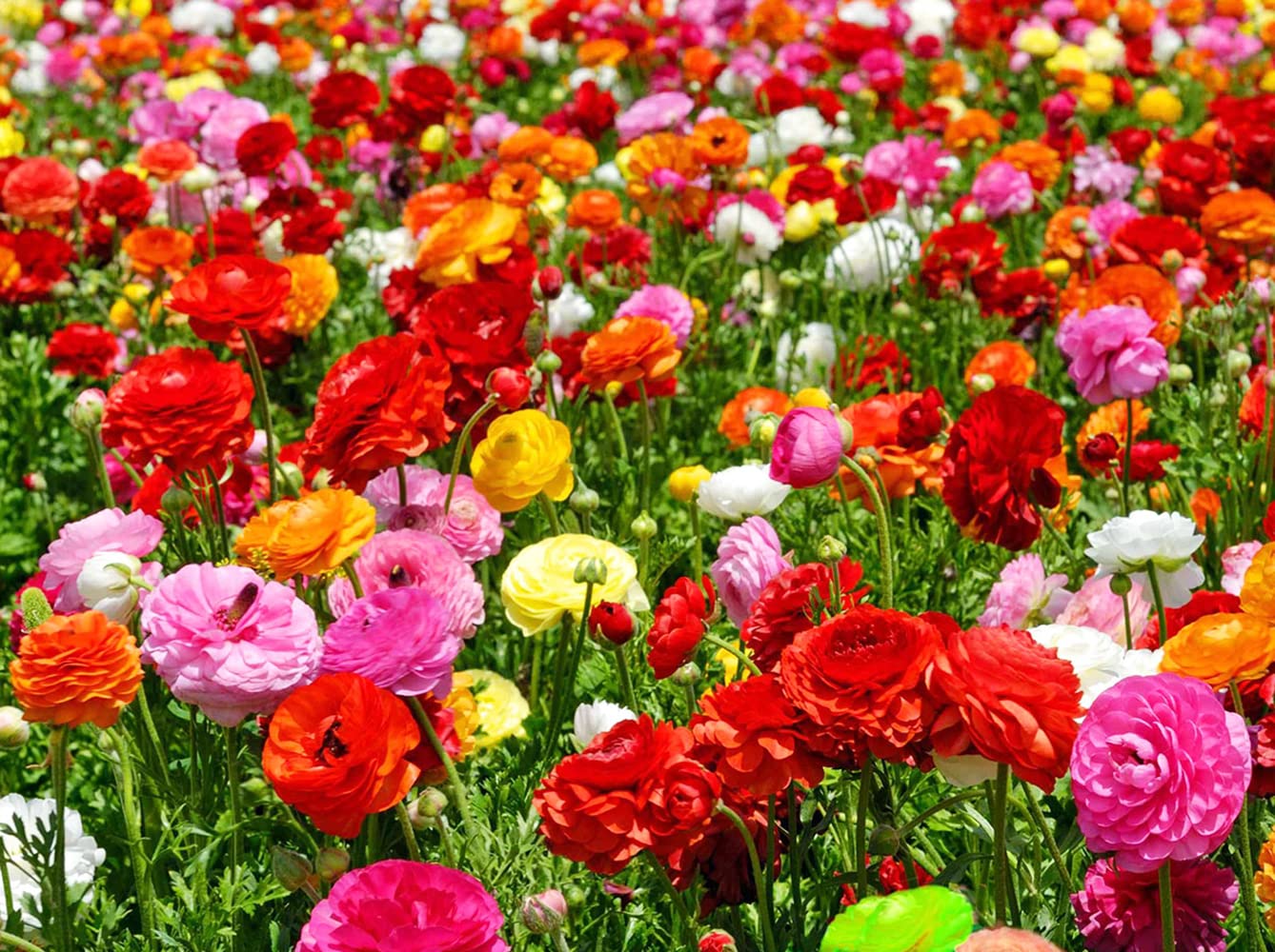 Pack 25 Ranunculus Bulbs for Fall Planting, Ranunculus Corms for Planting, Peony Ranunculus Bulbs for Planting, Ranunculus Flowers Ornaments Perennial Garden (Mix Ranunculus)