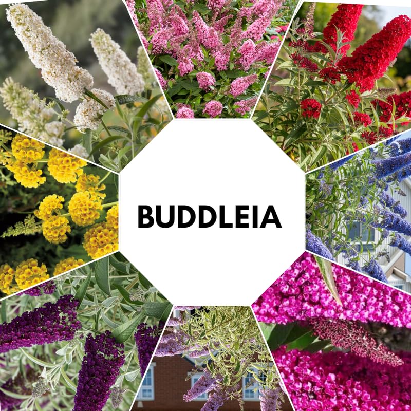AVERAR 3 Buddleia Butterfly Bush Live Plant Ready to Plant Outdoor, Random Blooms, Starter 5 to 9 Inches Tall, Cold Hardy and Fragrant, Zones 5-9