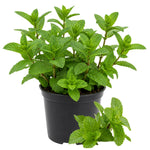 Mint Herb Plant Live, Well Rooted Mint Plants for Growing Indoor Outdoor 4-7 Inches - Peppermint