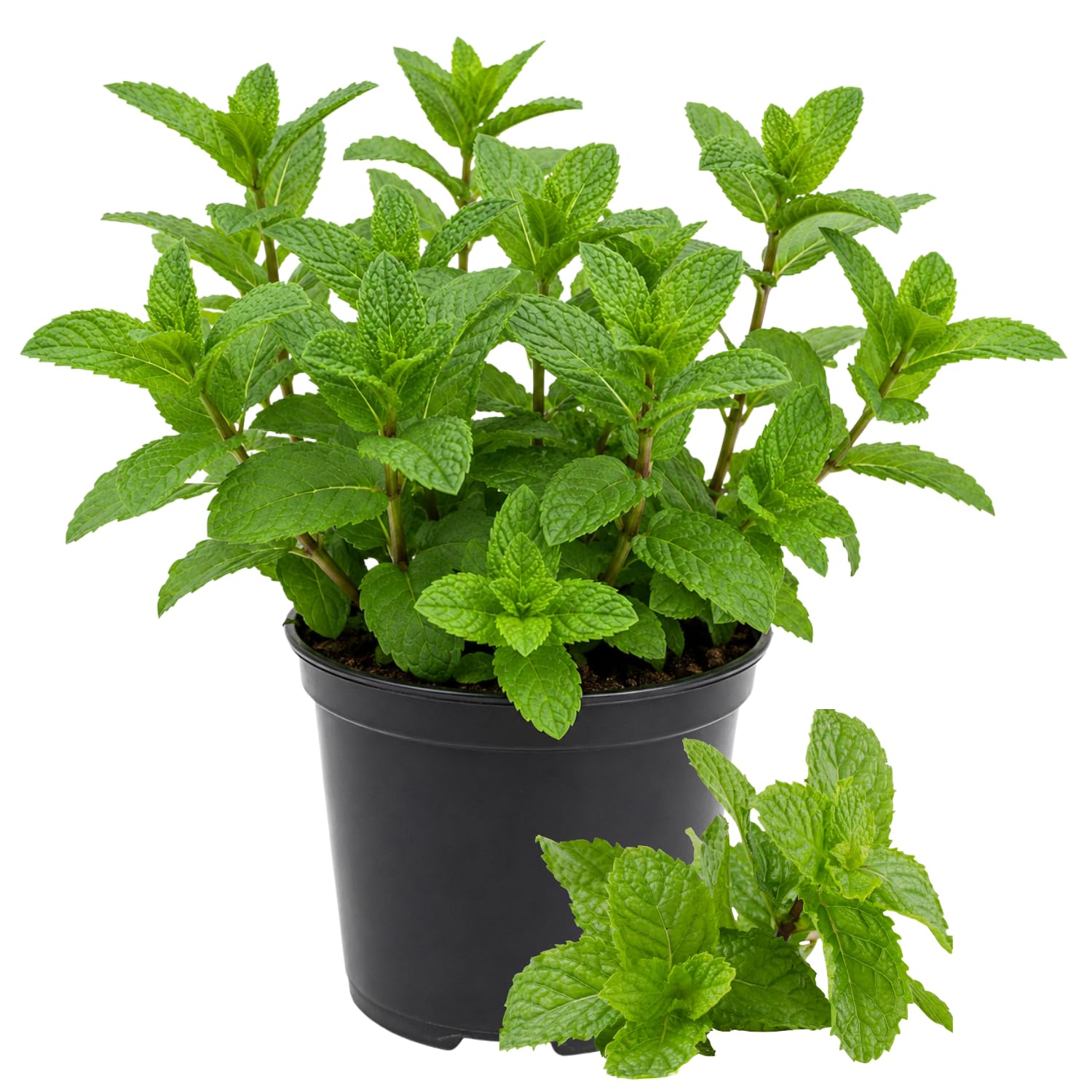 Mint Herb Plant Live, Well Rooted Mint Plants for Growing Indoor Outdoor 4-7 Inches - Peppermint