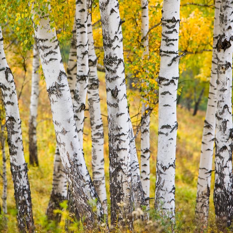 Red Birch Trees Live Plant, 12-20 Inch Tall Birch Tree Live Plant for Outdoor Gardening, Perennial Hardy Trees