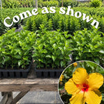 3 Hardy Hibiscus Live Plants, Flowering Shrub, Yellow Blooms, 4-7"