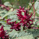 Red Roselle Live Plant 8-12'' Tall, Red Sorrel Jamaica Hibiscus Plant in Half Gallon Pot, Hibiscus Sabdariffa Plants for Planting