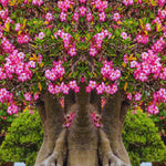 Set 3 Adenium Desert Rose Plants Live, Desert Rose Live Plant, 4 to 6 Inc Long, Succulent Flower Plant