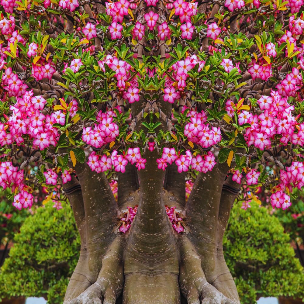 Set 3 Adenium Desert Rose Plants Live, Desert Rose Live Plant, 4 to 6 Inc Long, Succulent Flower Plant