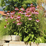 Combo 6 Echinacea Plants Roots, Purple Coneflower Plant Live Indoor, 5 to 6 Inc Tall, Echinacea Flower Plant Gardening Planting