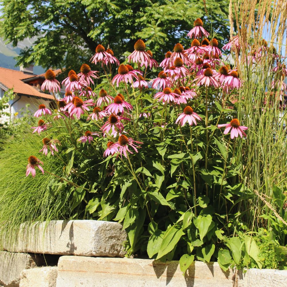 Combo 6 Echinacea Plants Roots, Purple Coneflower Plant Live Indoor, 5 to 6 Inc Tall, Echinacea Flower Plant Gardening Planting