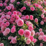 AVERAR Combo 6 Pink Rose Cuttings, 5–8 Inch Long Starter Cuttings for Planting, Rose Bush Flower Plant for Garden Outdoor Growing