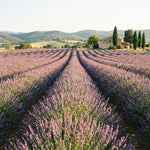 4 Provence Lavender Plants Live, Fragrant Lavender Herb for Garden, Patio Containers and Indoor Décor, 4-7 Inches Tall