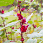 Red Roselle Plant 4" Pot, Roselle Live Flowering Garden Plant for Patio, Containers and Backyard, Hardy Tropical Outdoor Plant 6-8 Inches
