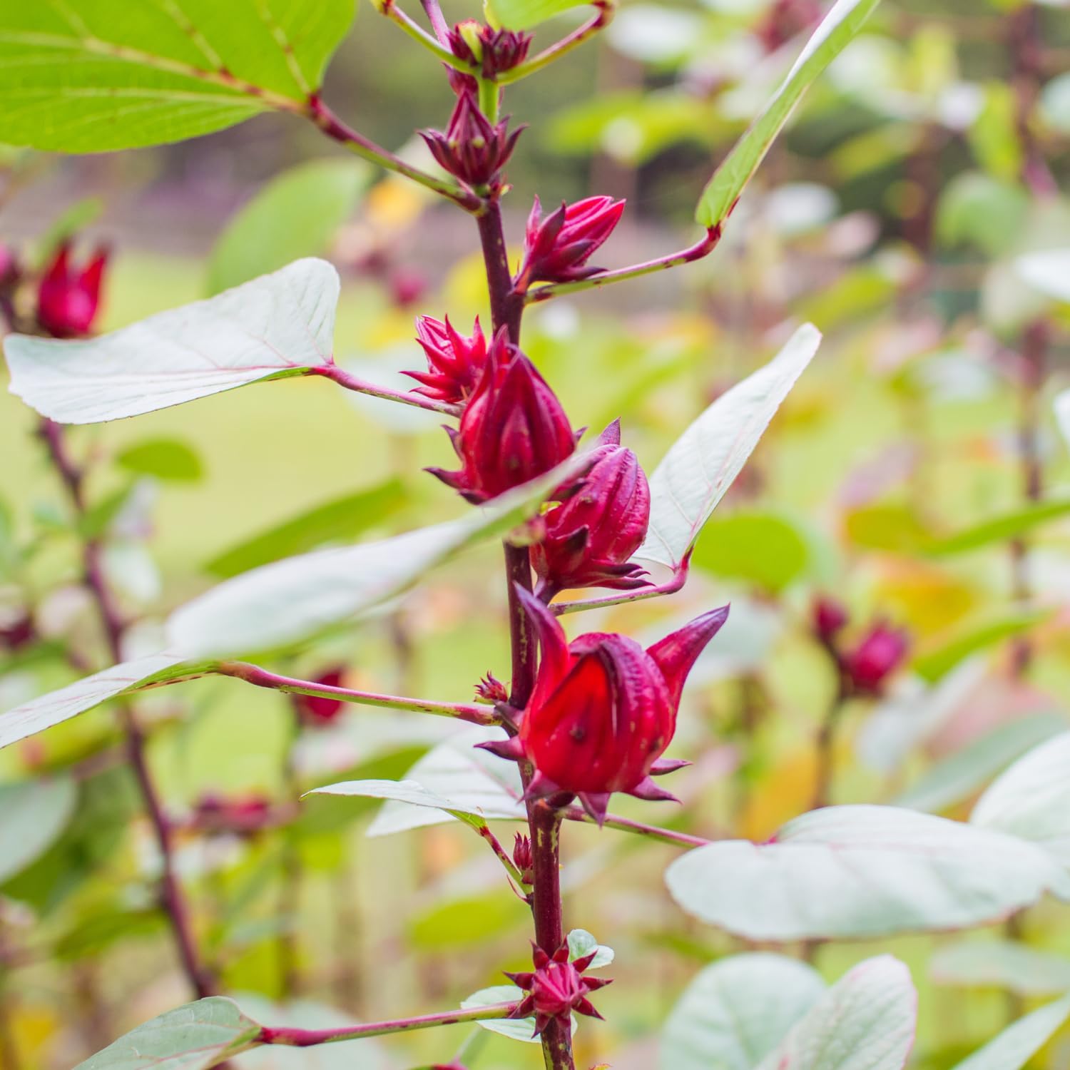 Red Roselle Plant 4" Pot, Roselle Live Flowering Garden Plant for Patio, Containers and Backyard, Hardy Tropical Outdoor Plant 6-8 Inches