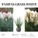 2 Grass Ornamental Grasses Seedlings, Live Grass Perennial Hardy Ornamental Plants, Outdoor Planting, 5-9" Tall (White Pampas)