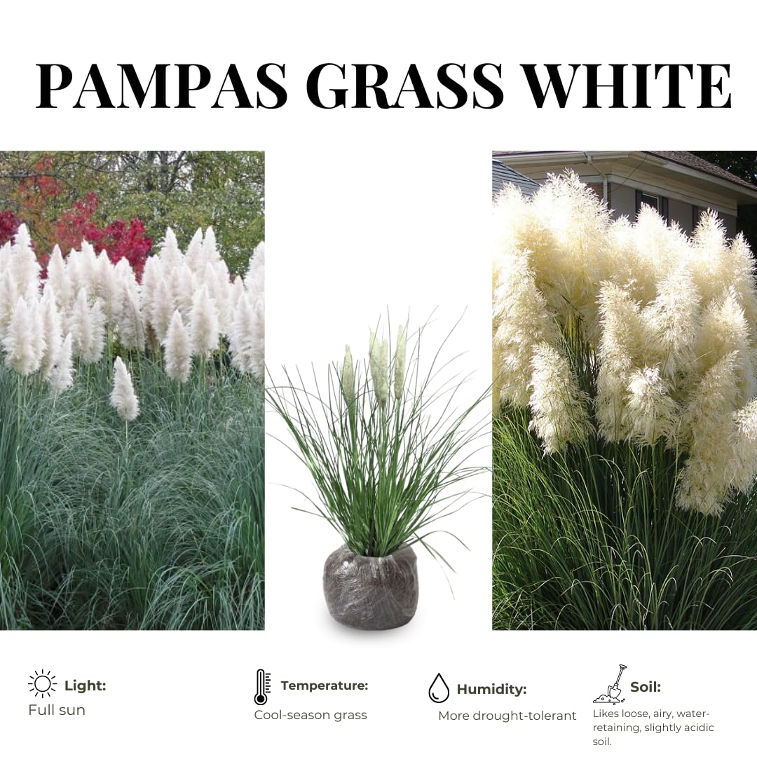 2 Grass Ornamental Grasses Seedlings, Live Grass Perennial Hardy Ornamental Plants, Outdoor Planting, 5-9" Tall (White Pampas)