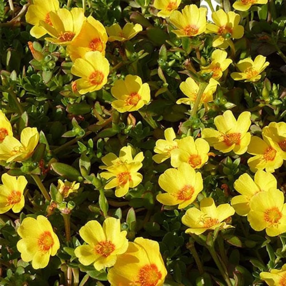 Set 3 Yellow Portulaca Plants Live, Purslane Moss Roses Flowers, Clumps 3-5" Tall to Grow Indoor Outdoor
