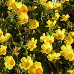 2 Yellow Portulaca Plants Live, Clumps 3-5" Tall Purslane Moss Rose Flowers for Indoor Pots, Outdoor Garden, Hanging Baskets