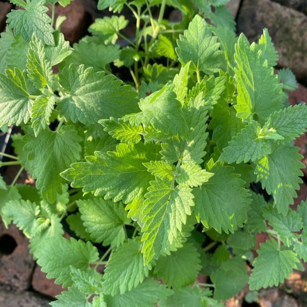 2 Catnip Mint Live Plants, Catnip Plant, Well Rooted Herb Starters 3-6 Inches Tall for Outdoor Garden Growing