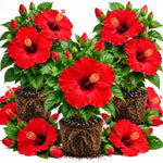3 Hardy Hibiscus Live Plants, Flowering Shrub, Red Blooms, 4-7"