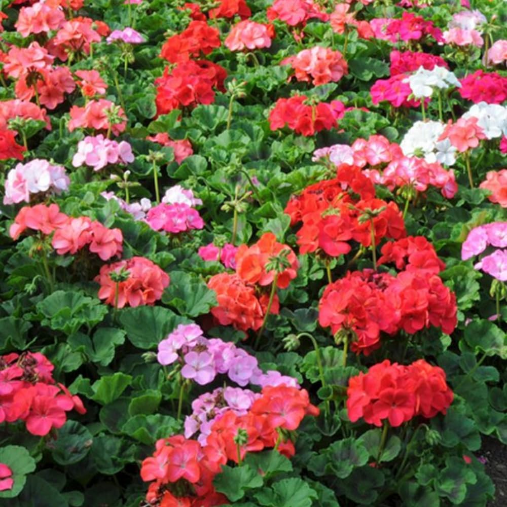 2 Red Geranium Plants Live, 5 to 8 Inc Tall Live Plant