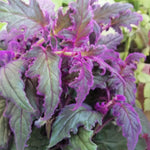 2 Gynura Purple Passion Plants Live, Gynura Aurantiaca Velvet Plant 4-7 Inches Tall for Home and Office, No Pot