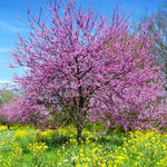 10 Bare Roots Eastern Redbud Trees Live Plants, 1-2 Ft Dormant, Pink Flowering Ornamental Plants, Cold Hardy