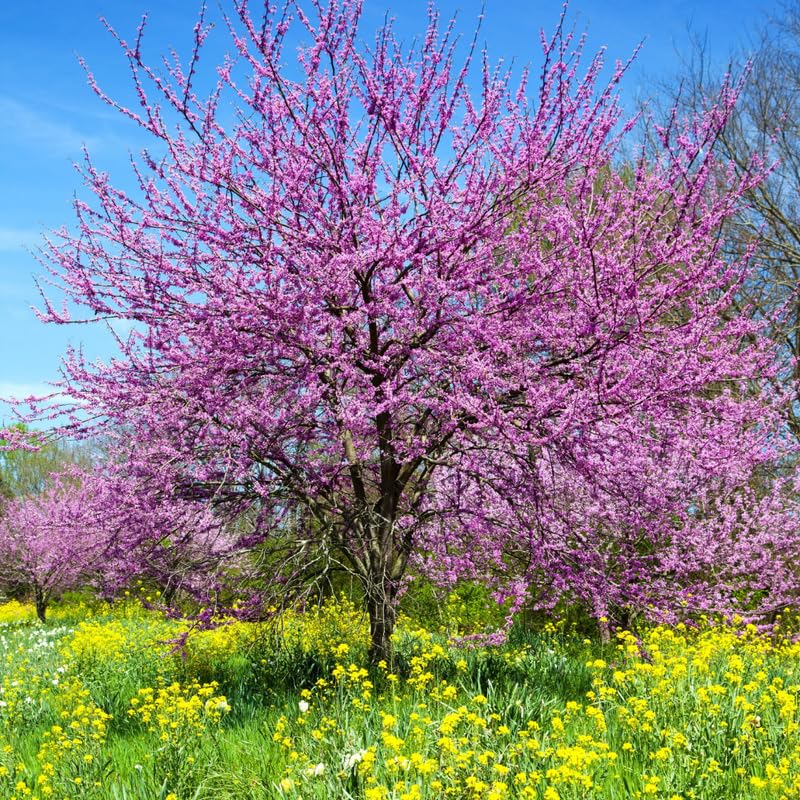 10 Bare Roots Eastern Redbud Trees Live Plants, 1-2 Ft Dormant, Pink Flowering Ornamental Plants, Cold Hardy