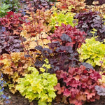 2 Heuchera Live Plants, Coral Bells Heuchera Perennials for Outdoor Garden, Shade Border, Containers, 4-6” Tall Well-Rooted (Mix Heuchera)