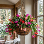 2 Random Christmas Cactus Live Plants, Easy Care Houseplant, 4-7'' Tall