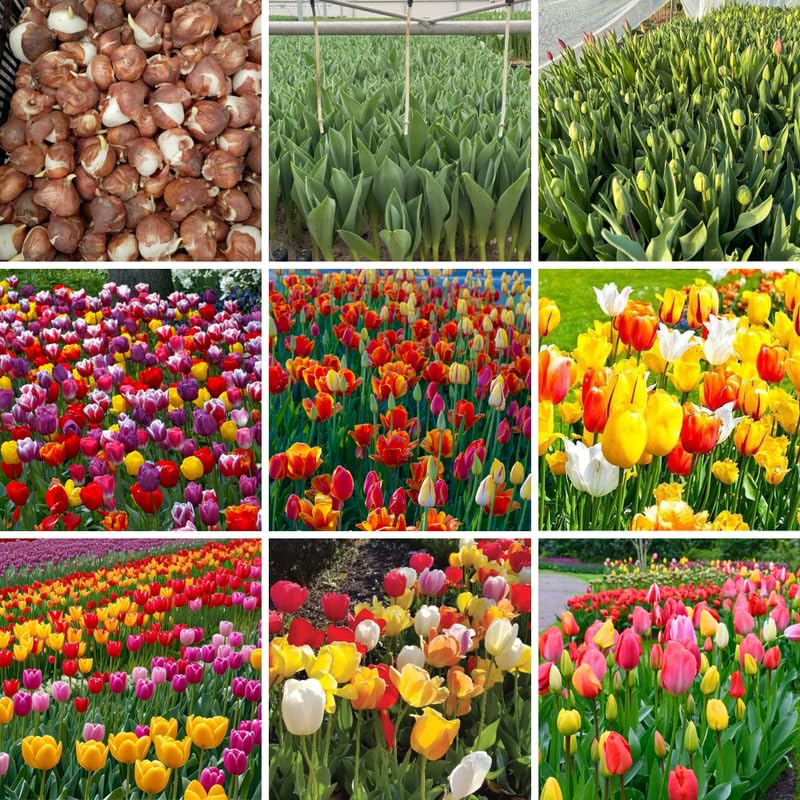 25 Tulip Bulbs for Spring Planting, Mix Large Tulip Bulbs for Fall Planting, Flower Bulbs