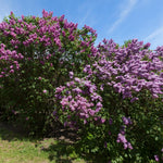 Purple Lilac Tree Live Plant 2.5'' Pot, Fragrant Lilac Plant Perennial Bushes, Outdoor Garden Planting