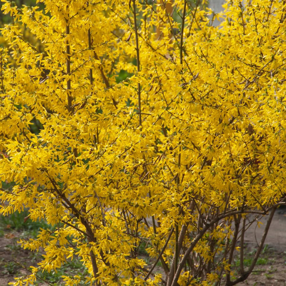 Gold Forsythia Live Plants for Planting in 4 Inch Pot, Yellow Forsythia Shrub Ready to Plant Outdoor Garden, Winter Dormant