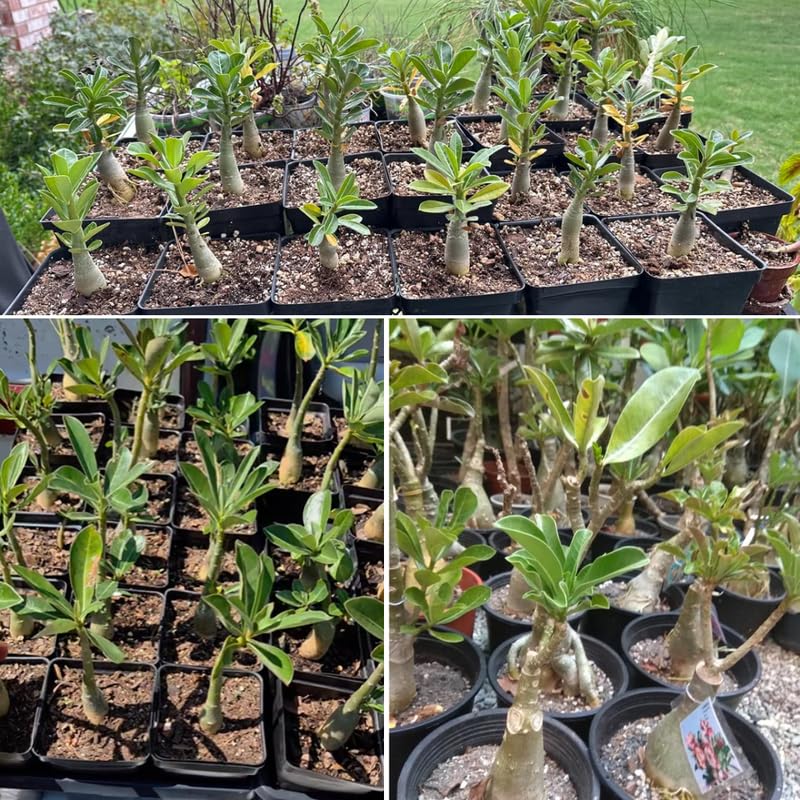 Red Desert Rose Plant Live, 4-7" Tall, Adenium Obesum Well-Rooted Succulent for Indoor Outdoor Displays
