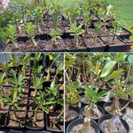 Double Yellow Desert Rose Plant Live, 4-7" Tall, Adenium Obesum Well-Rooted Succulent for Indoor Outdoor Displays