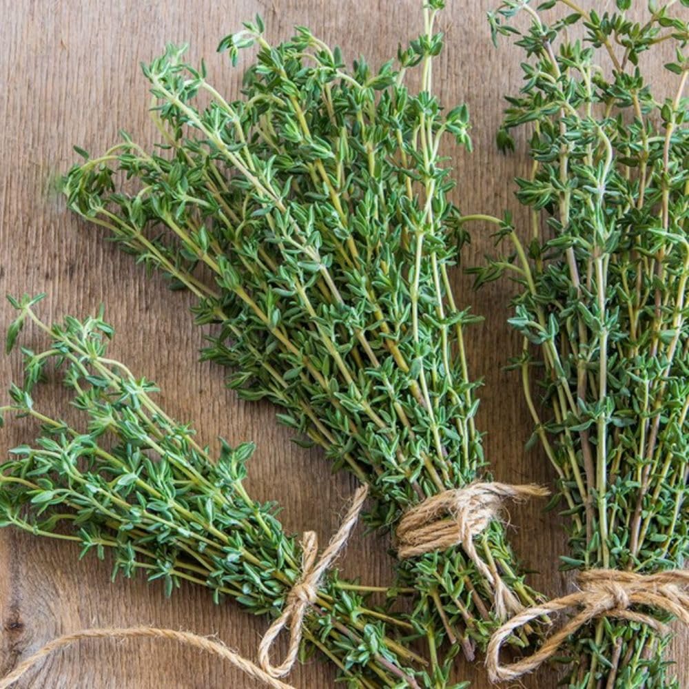 Set of 2 English Thyme Live Herb Plants, 3-6 Inch Tall, Thyme Plant, Fragrant Plants for Outdoor Garden and Indoor Container Growing, No Pot Included