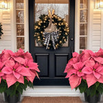 2 Poinsettia Plants Live, Peach Poinsettia Flowers Christmas Decorations, Holiday Houseplant, Poinsettias Trees Plants, No Pot, 5-9" Tall