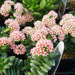 Spring Crassula Succulent Live Plant in 2 Inch Pot, Compact Succulents Full Rooted from 3-5 Inches Tall, Easy Care for