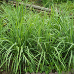 10 Lemon Grass Live Plants for Outdoor Spring Planting, Annuals, Stalks Lemongrass Plants Perennial Live Outdoor for Growing