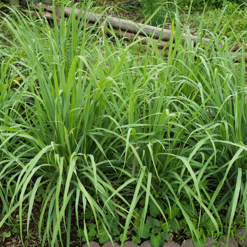 10 Lemon Grass Live Plants for Outdoor Spring Planting, Annuals, Stalks Lemongrass Plants Perennial Live Outdoor for Growing
