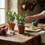 Laurus Nobilis Live Plant Tree Live, Bay Leaf Plants, Fragrant Sweet Laurel Bay Leaf Trees, Sweet Bay Laurel Live Plants from 5 to 9 Inc in Tall