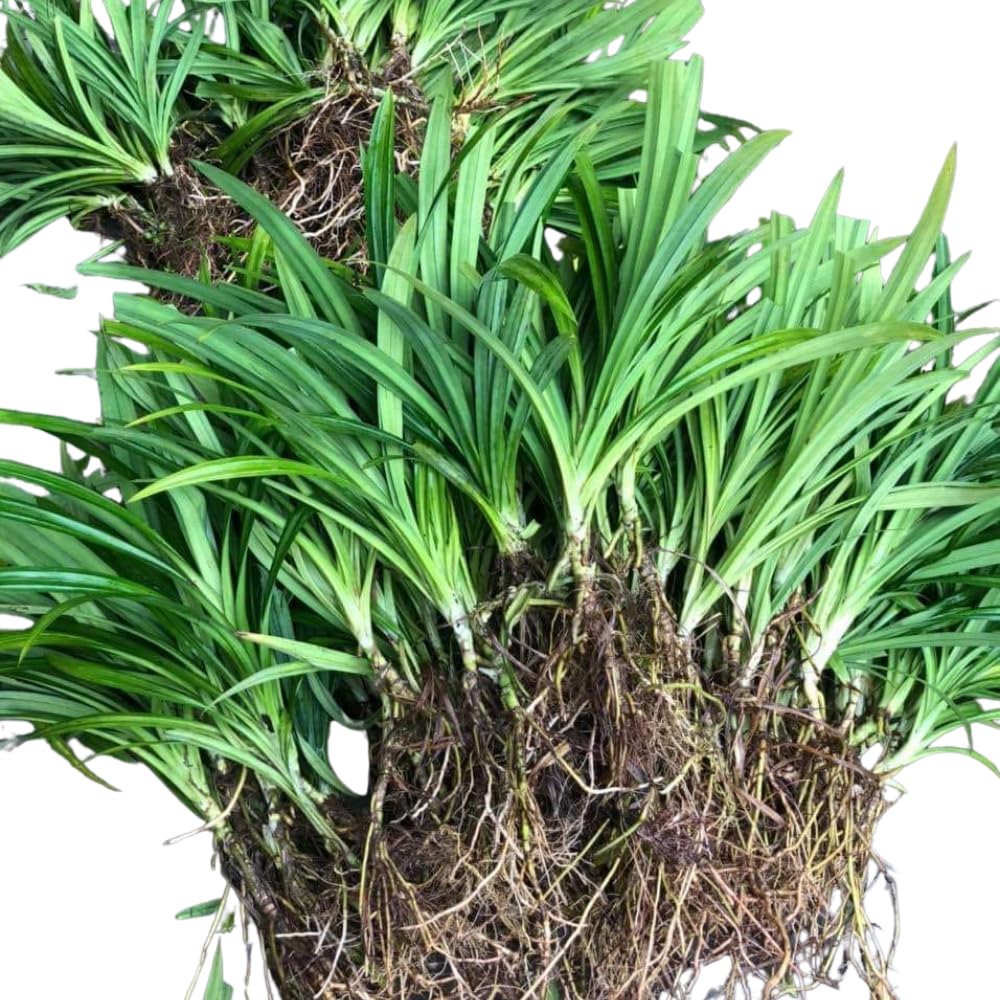Pandanus Amaryllifolius Plant Live, Pandan Live Plant from 4 Inc Tall, Succulent Plant Live Outdoor Indoor