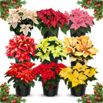 2 Poinsettia Plants Live, Assorted Poinsettia Flowers Christmas Decorations, Holiday Houseplant, Poinsettias Trees Plants, No Pot, 5-9" Tall