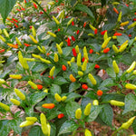 Pepper Plant Live, Hot Pepper Starter Plant, Edible Chili Pepper Seedling for Patio Containers and Backyard Gardens, 4 to 7 Inches Tall, 2 Plants in Pot