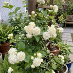 2 Grand Duke Jasmine Live Plants, Fragrant Flowering Shrubs, 4-6" Tall