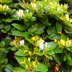 Honeysuckle Plants Live, Vine Gold White Honeysuckle Plants Well-Rooted 5 to 10 Inc Tall, Fast-Growing for Spring Planting