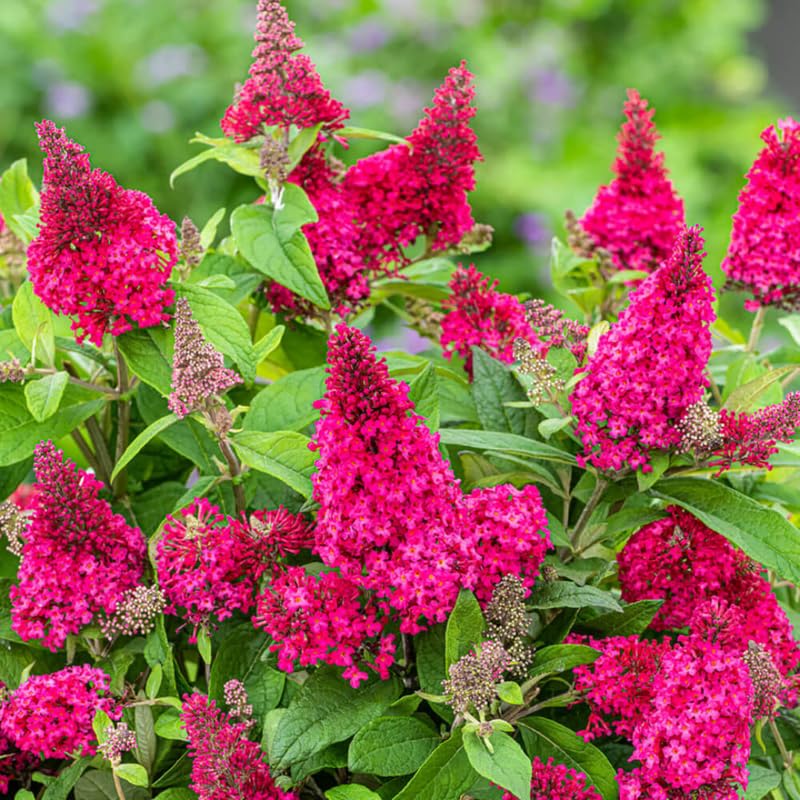 Raspberry Butterfly Bush Buddleia Butterfly Plant Live, 4-9" Tall Well-Rooted for Outdoor Gardens, Perennial Shrub, No Pot