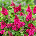 Pack 2 Butterfly Bush Live Plant, Fragrant Buddleia Shrub, 4-9 Inch Height, Vibrant Blooms for Landscaping (Raspberry Butterfly)