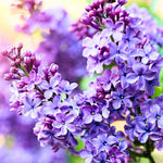 2 Purple Lilac Trees Live Plants, Lilac Bushes, Bareroots 1-2 Feet Tall, Fragrant Reblooming Flowers