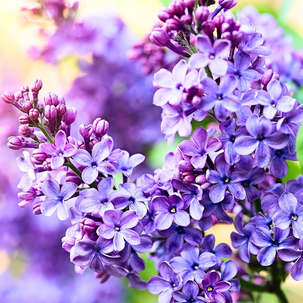 2 Purple Lilac Trees Live Plants, Lilac Bushes, Bareroots 1-2 Feet Tall, Fragrant Reblooming Flowers
