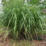 Set 10 Fresh Stalks Lemon Grass Plants for Outside, Well-Rooted Live Lemongrass Plants for Outdoor Planting, Lemongrass Herb Plants
